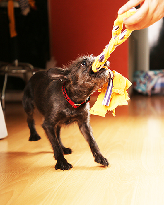 Sé el Santa de tu mascota con este juguete que agotará su energía sanamente