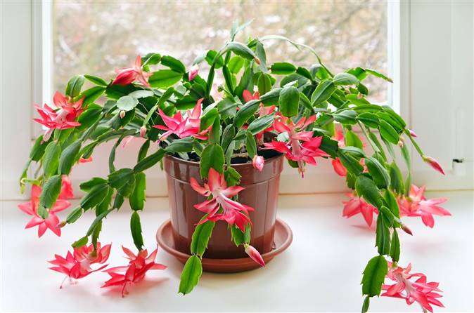 Cactus de navidad para ambientar tu hogar en Navidad