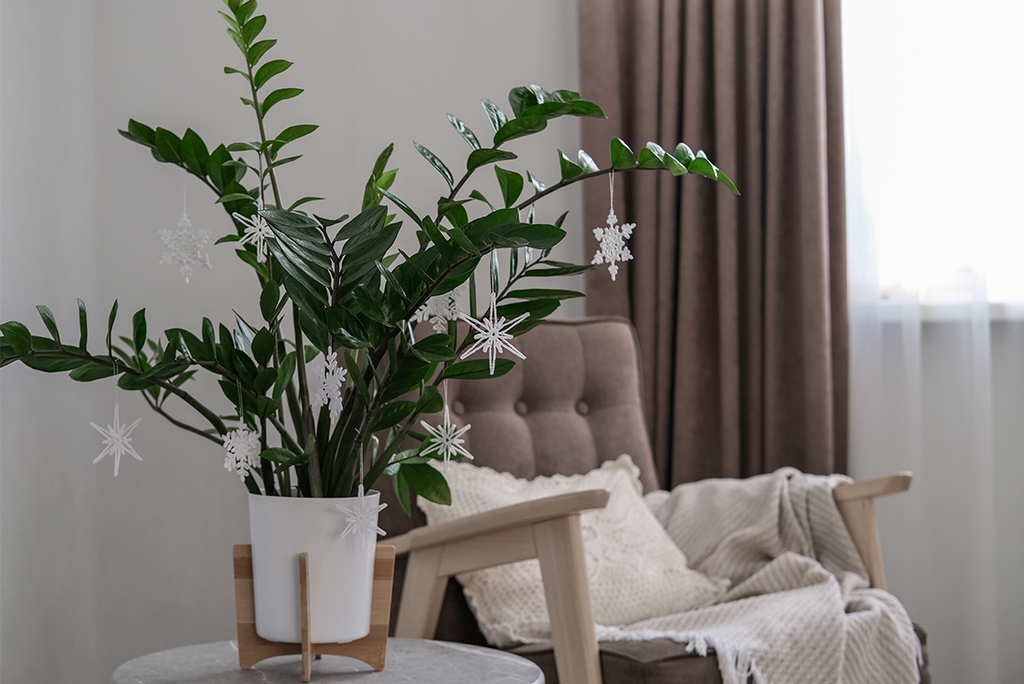 Plantas ideales para decorar o ambientar el hogar en Navidad