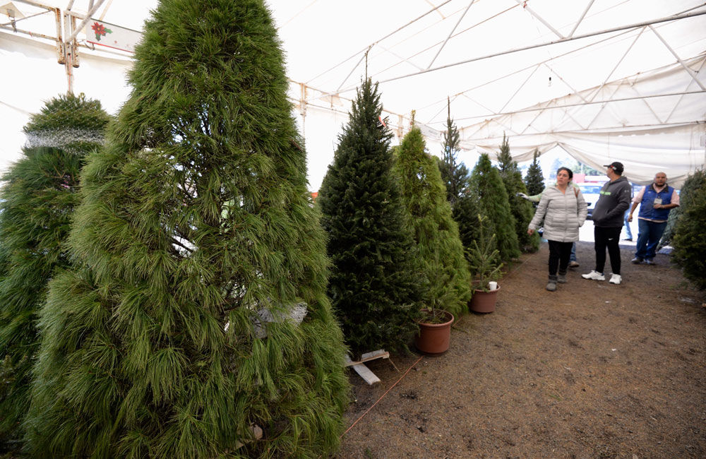 por qué comprar un árbol de navidad natural